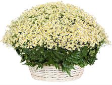 Цветочная композиция из Ромашки в корзине #REPLACE_PRED# Мурыгино